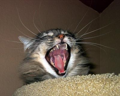 Yawning Cat Number 4