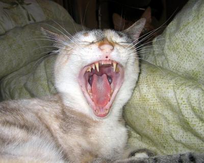Yawning Cat Number 6