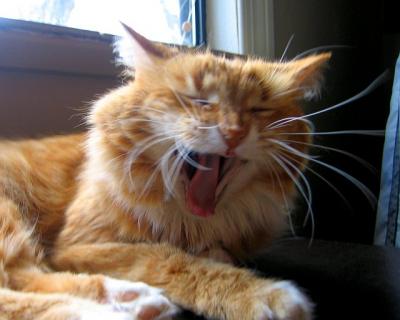 Yawning Cat Number 8