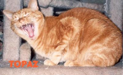 Yawning Cat Number 14