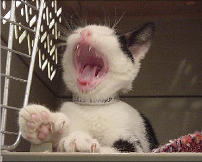 Yawning Cat Number 17