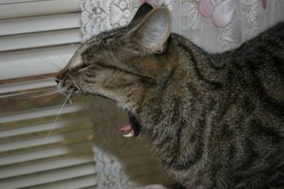 Yawning Cat Number 23