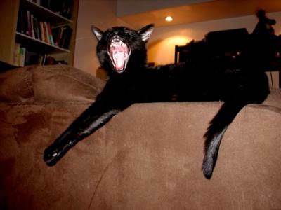 Yawning Cat Number 24