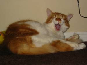 Yawning Cat Number 25