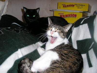 Yawning Cat Number 30