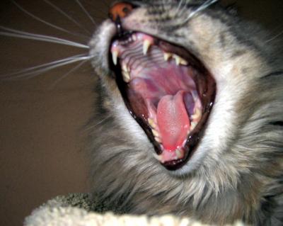 Yawning Cat Number 32