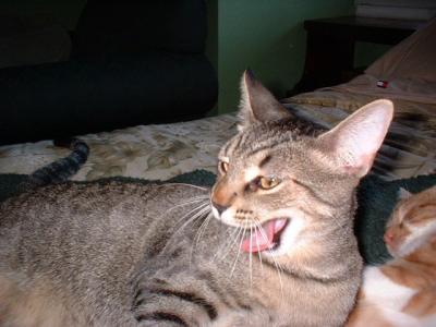 Yawning Cat Number 34