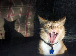 Yawning Cat Number 36