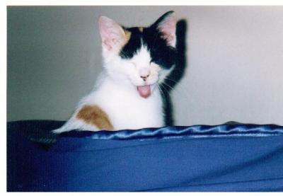 Yawning Cat Number 38