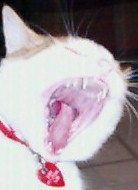 Yawning Cat Number 45