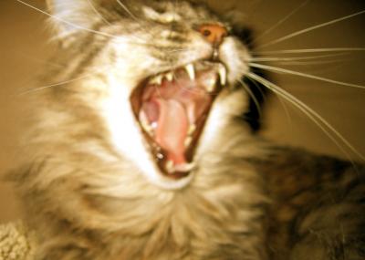 Yawning Cat Number 48