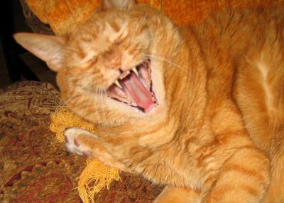 Yawning Cat Number 49