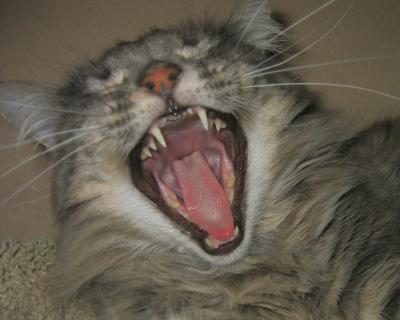 Yawning Cat Number 53