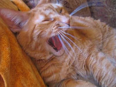 Yawning Cat Number 54