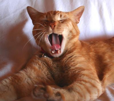 Yawning Cat Number 59