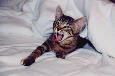 Yawning Cat Number 63