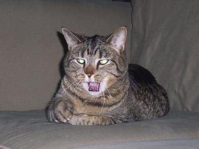 Yawning Cat Number 64