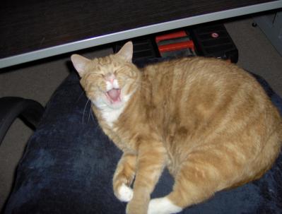 Yawning Cat Number 66