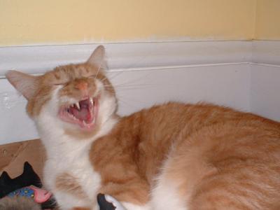 Yawning Cat Number 79