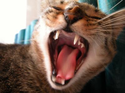 Yawning Cat Number 81