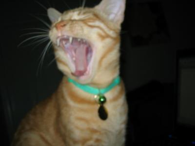 Yawning Cat Number 82