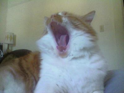 Yawning Cat Number 84
