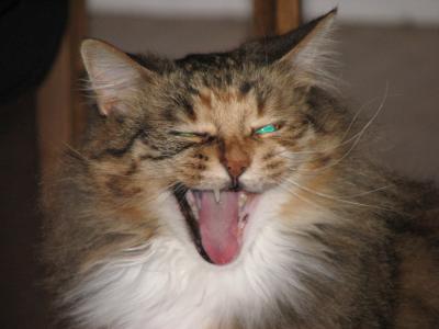 Yawning Cat Number 85