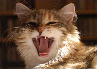 Yawning Cat Number 87