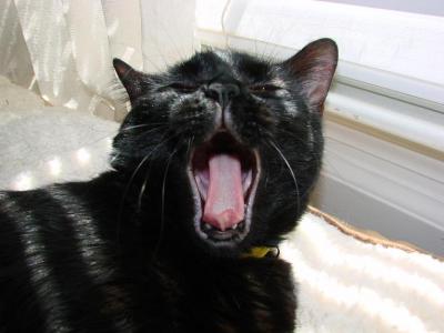 Yawning Cat Number 90