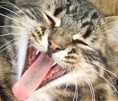 Yawning Cat Number 91