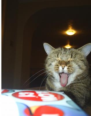 Yawning Cat Number 92