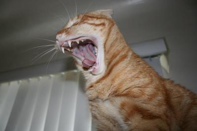 Yawning Cat Number 96