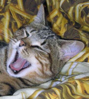 Yawning Cat Number 99