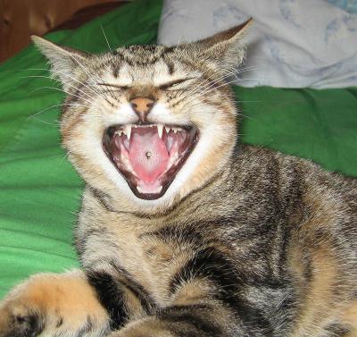 Yawning Cat Number 100