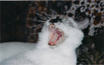 Yawning Cat Number 101