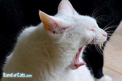 Yawning Cat Number 103