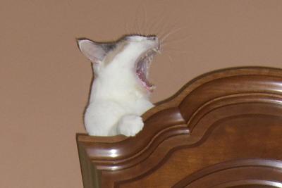 Yawning Cat Number 106