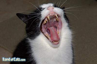 Yawning Cat Number 109