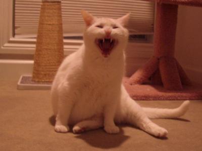 Yawning Cat Number 120