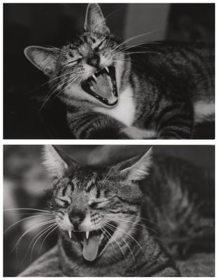 Yawning Cat Number 123