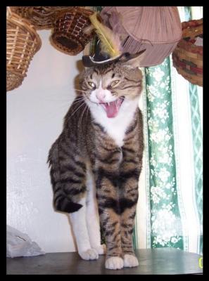 Yawning Cat Number 147