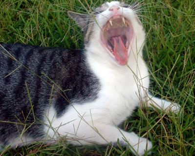 Yawning Cat Number 151