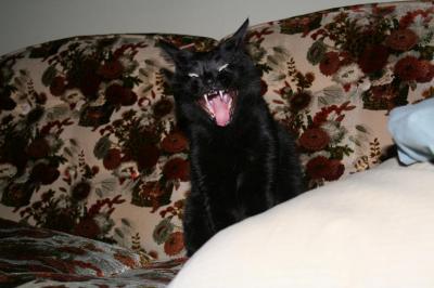 Yawning Cat Number 160