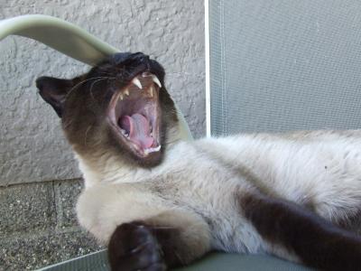 Yawning Cat Number 163