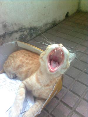 Yawning Cat Number 167