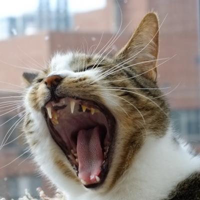 Yawning Cat Number 178