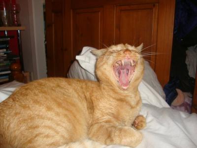 Yawning Cat Number 180