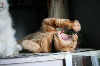 Yawning Cat Number 191