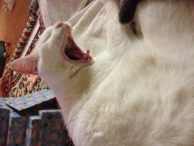 Yawning Cat Number 211