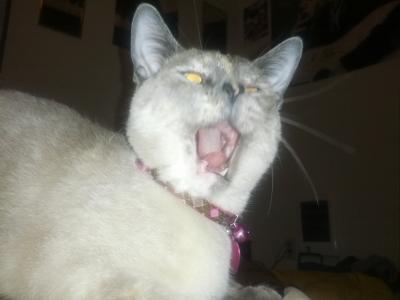 Yawning Cat Number 218